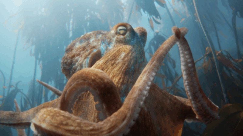 Octopus